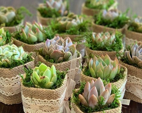 succulent wedding favors